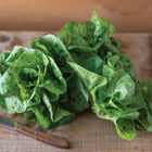 Kolibri Bibb Lettuce