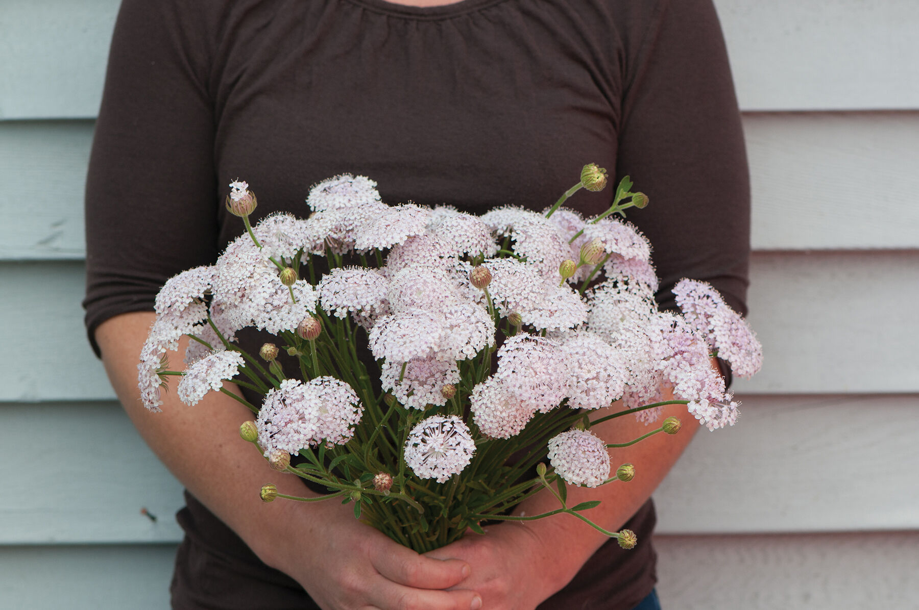 Didiscus flower deals