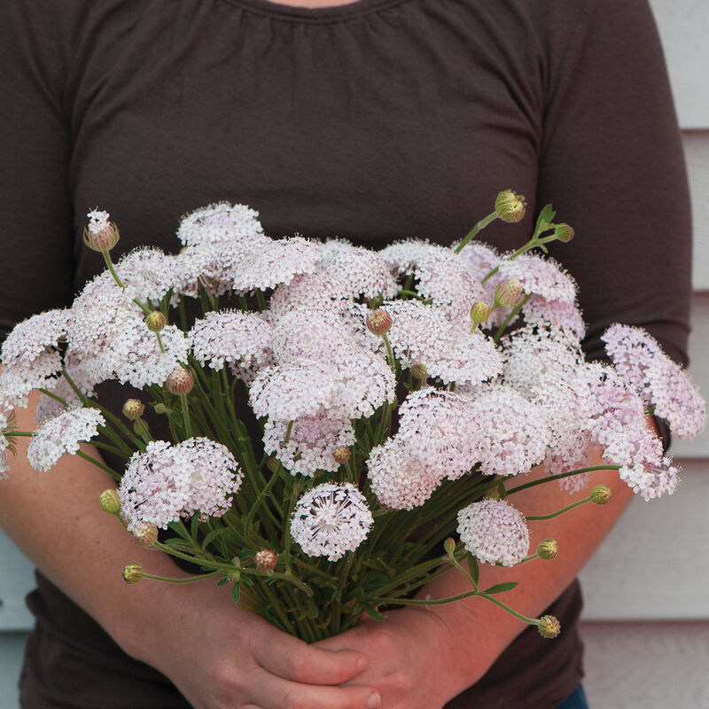 Lacy Pink Didiscus