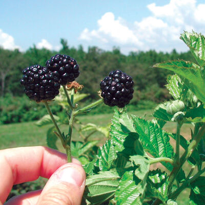 Prime Ark® Freedom Prime Ark® Freedom Blackberry