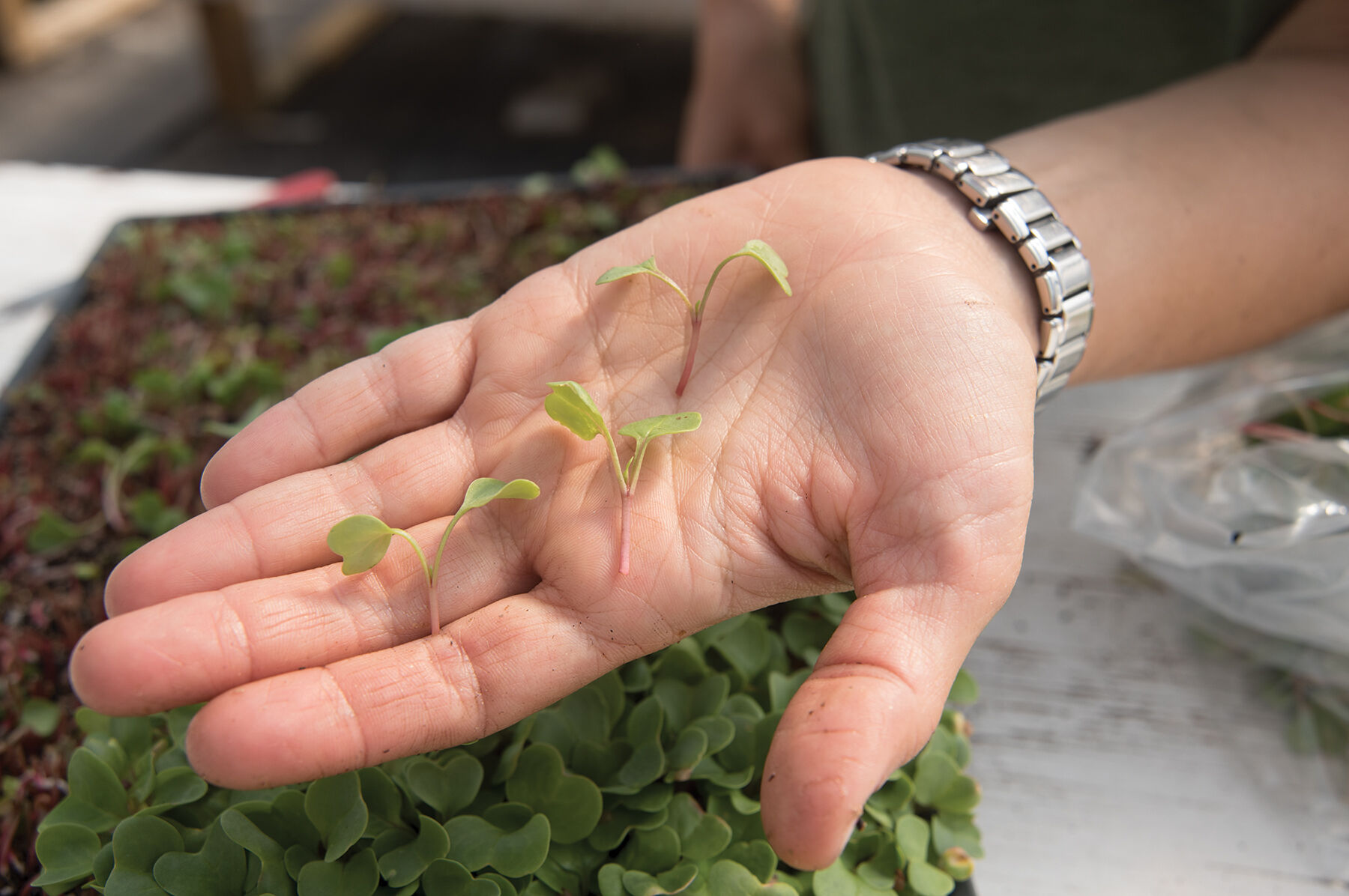 Radish, Red Arrow Microgreen Vegetables