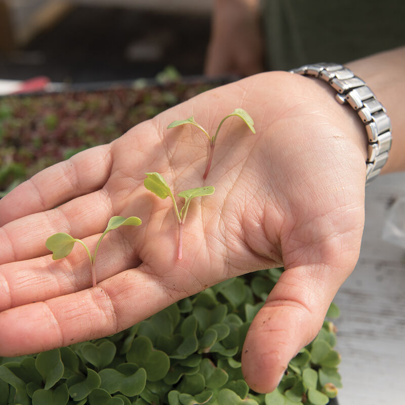 Radish, Red Arrow Radish, Red Arrow Microgreen Vegetables