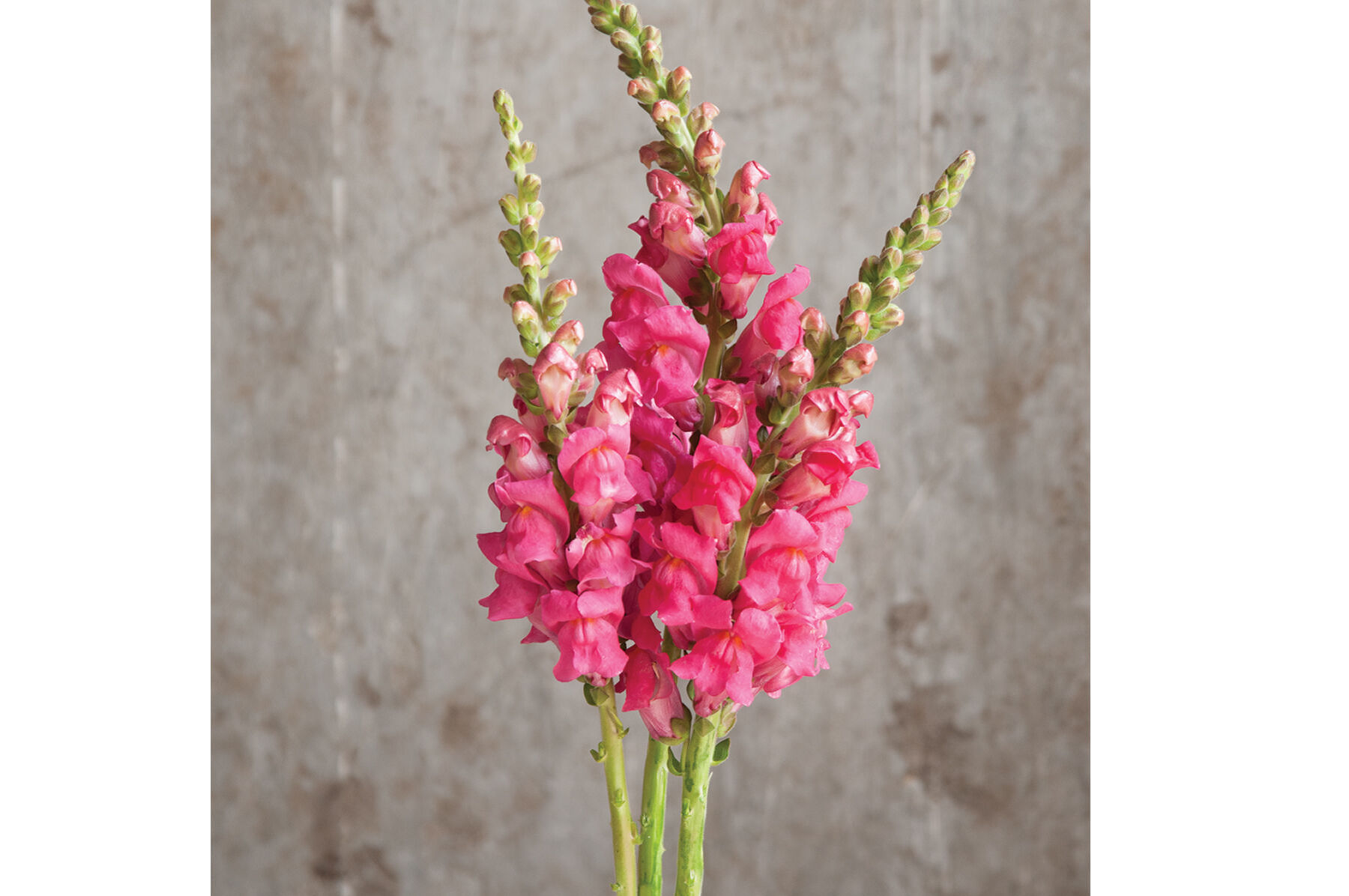 Potomac Cherry Rose Snapdragon