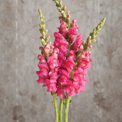 Potomac Cherry Rose Potomac Cherry Rose Snapdragon