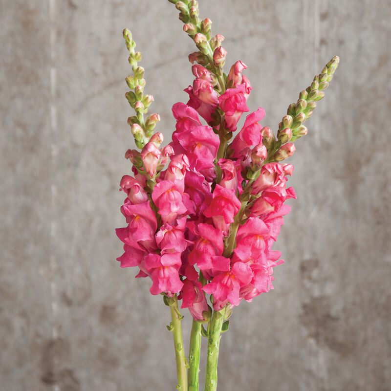 Potomac Cherry Rose Potomac Cherry Rose Snapdragon