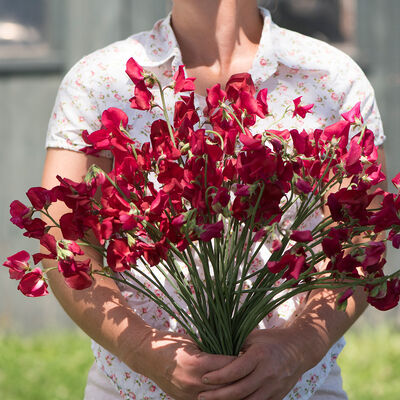 Elegance Deep Red Sweet Peas