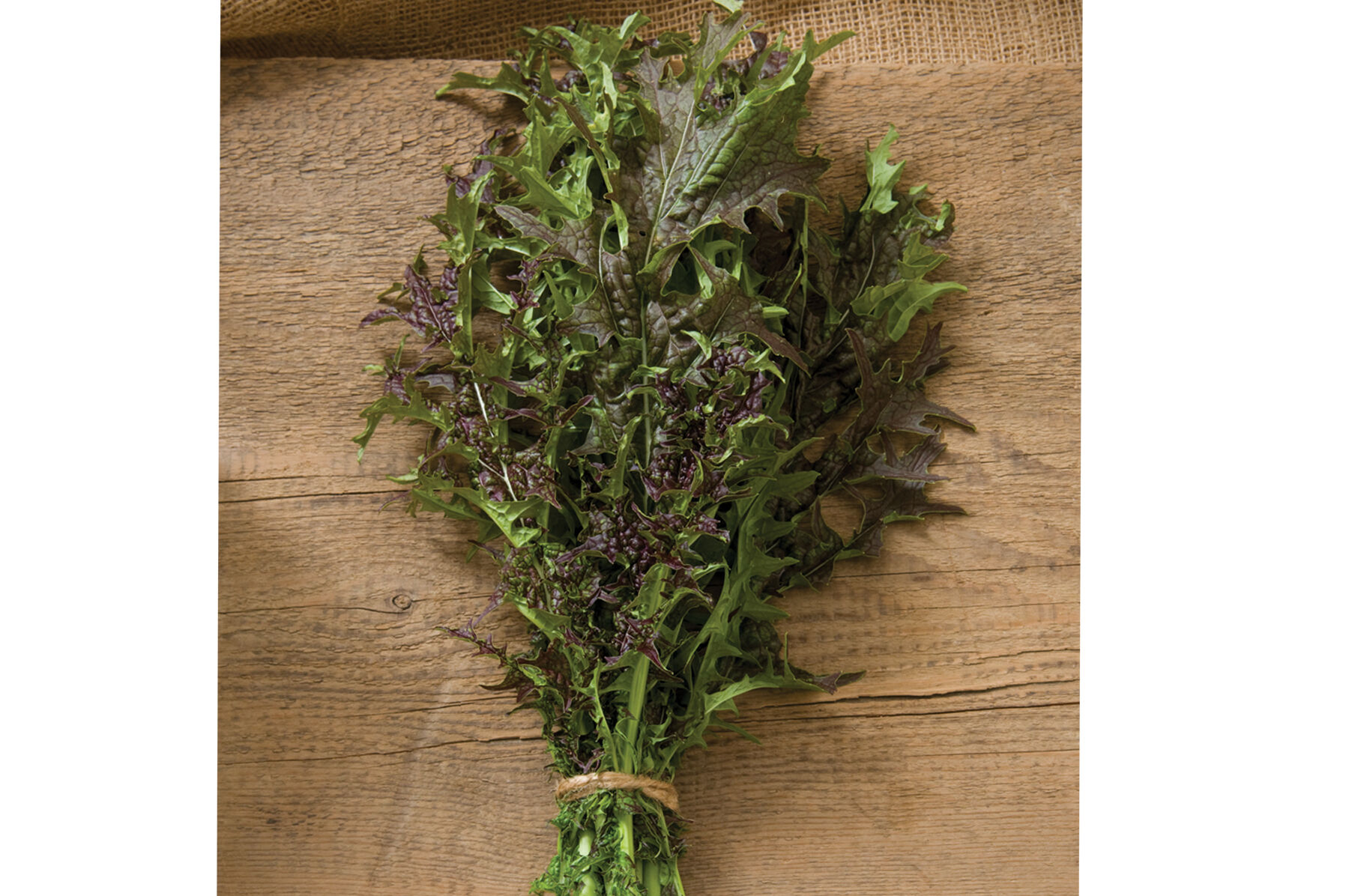 Red Splendor Mustard Greens
