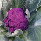 Purple Moon Standard Cauliflower