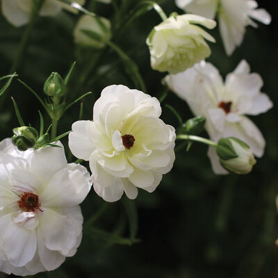 Butterfly™ Ninos® Ranunculus