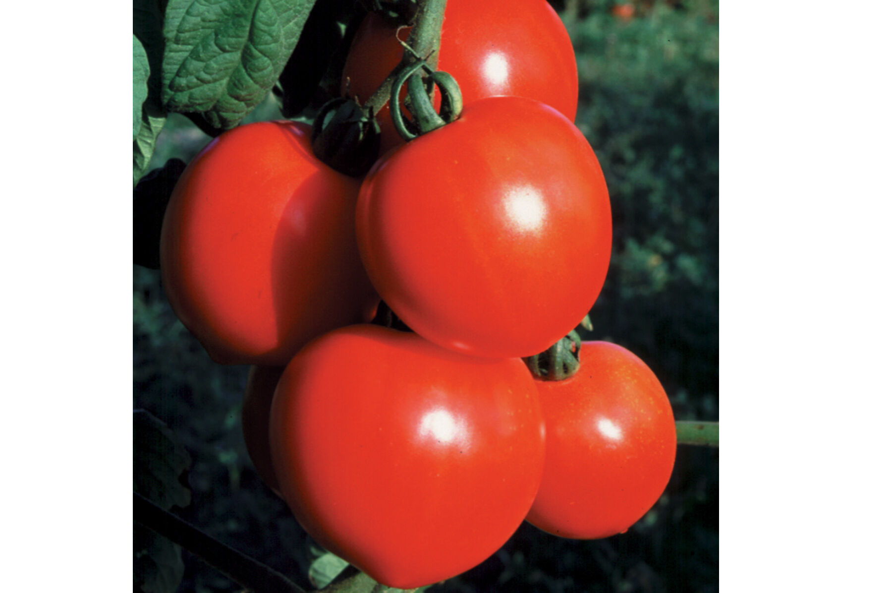 New Girl - Organic (F1) Tomato Seed | Johnny's Selected Seeds