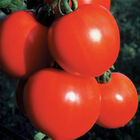 New Girl New Girl Slicing Tomatoes