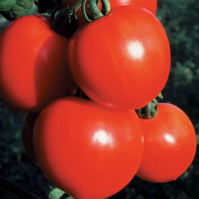 New Girl New Girl Slicing Tomatoes