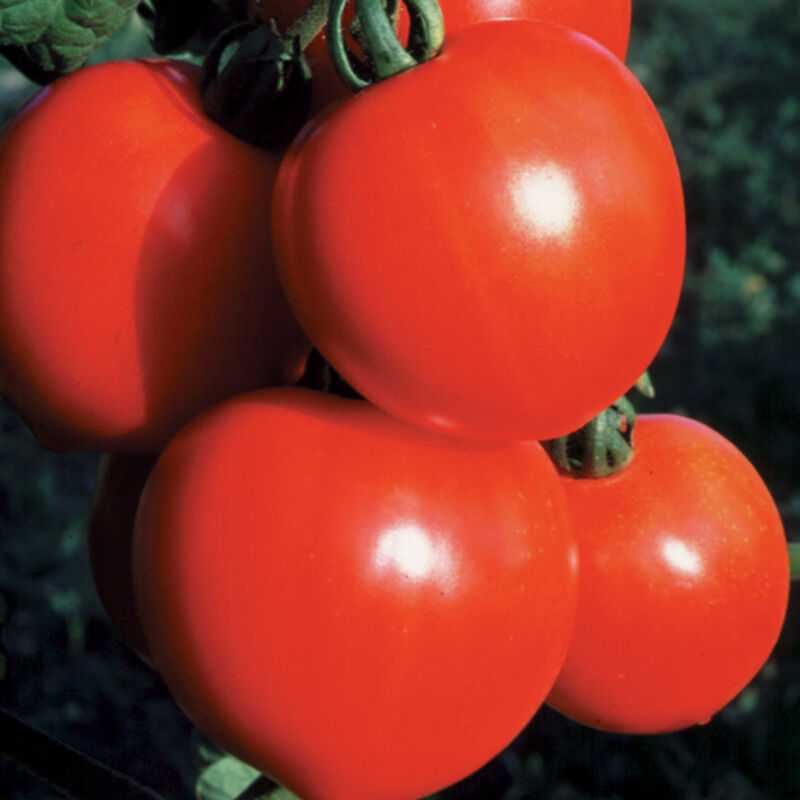 New Girl Slicing Tomatoes