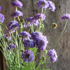 Oxford Blue Scabiosa (Pincushion Flower)