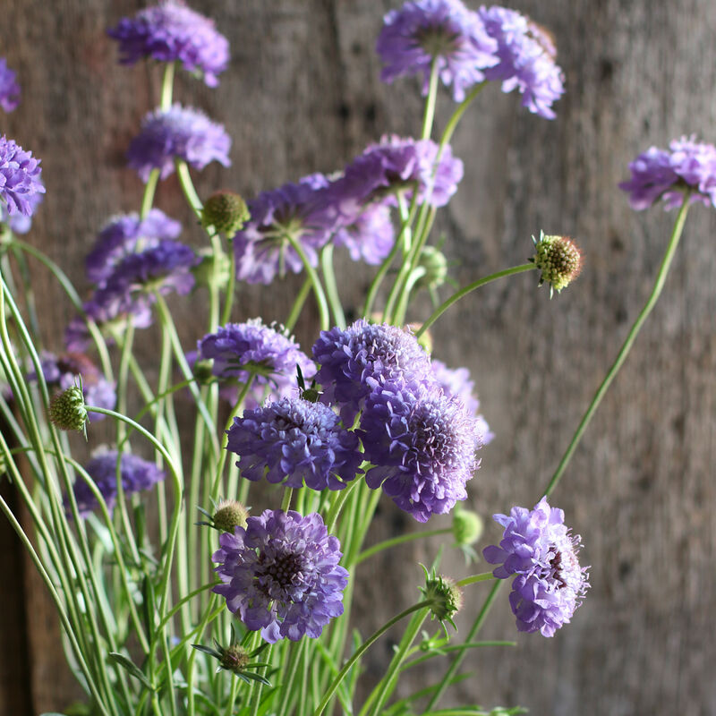 Oxford Blue Scabiosa (Pincushion Flower)