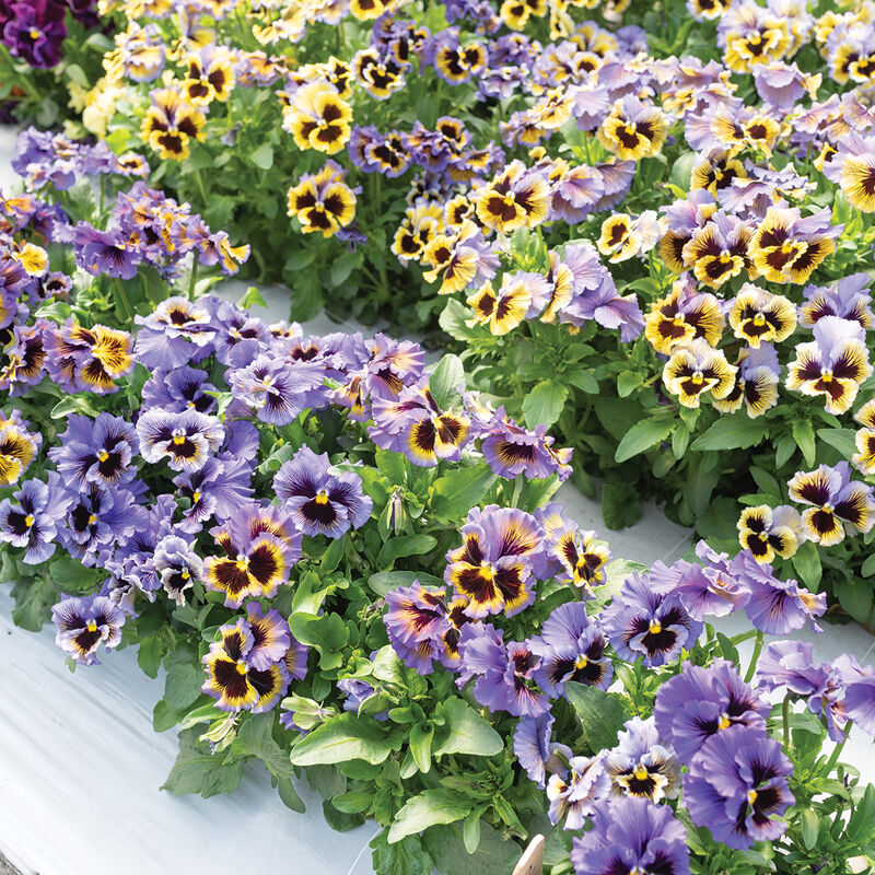 Frizzle Sizzle Yellow-Blue Swirl Viola (Pansy)