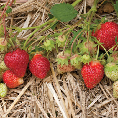 Allstar Strawberry Bare-Root Plants