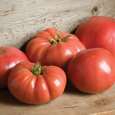 Tomato - German Baptist Heirloom Slicer – Starfish Honey