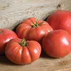 German Johnson Heirloom Tomatoes