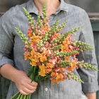 Opus™ III Early Bronze Snapdragon