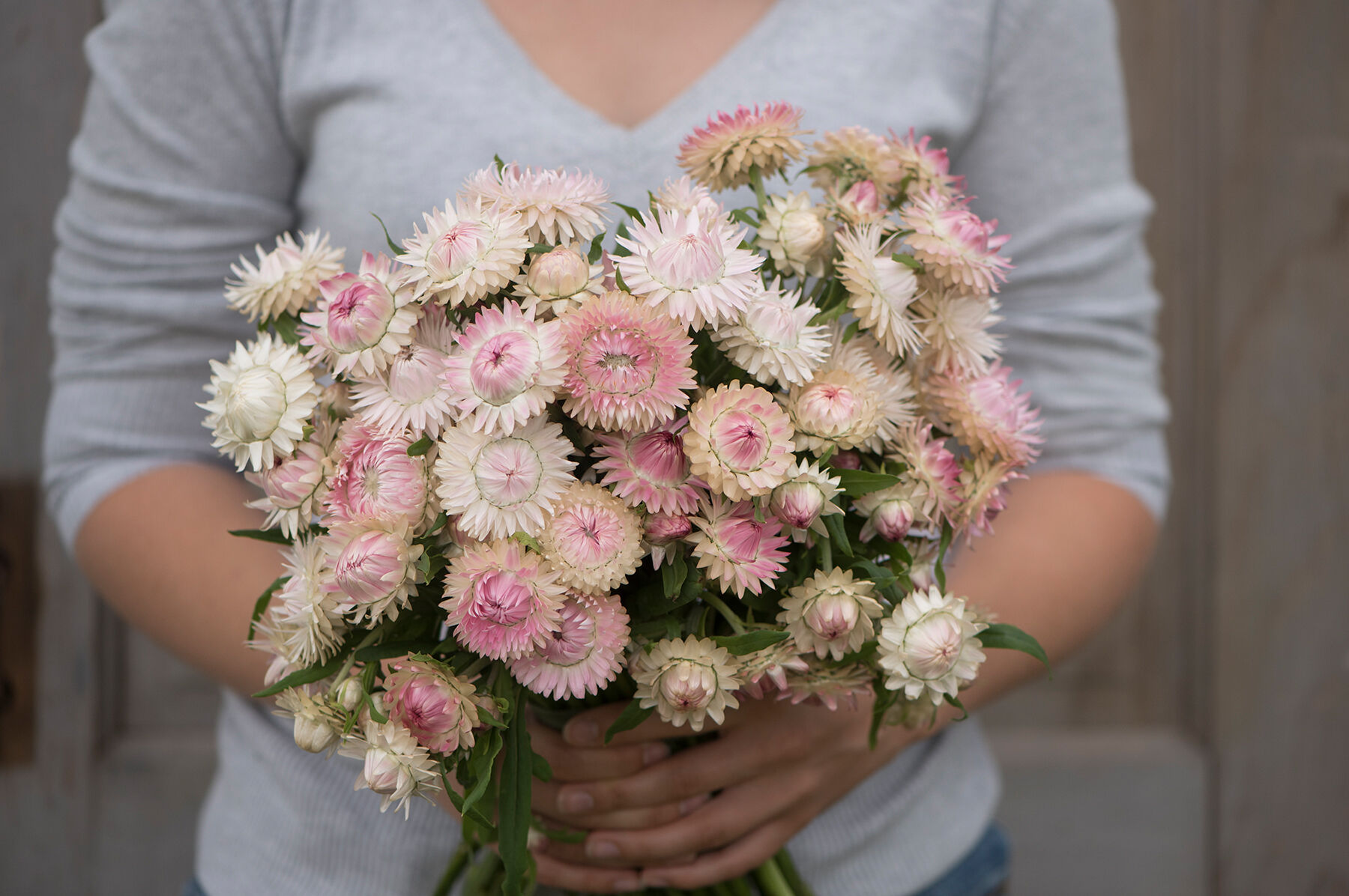 Silvery Rose Strawflower