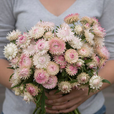 Silvery Rose Strawflower