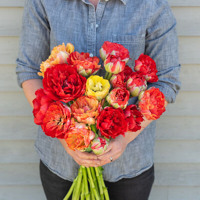 Gudoshnik Double Tulips