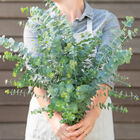 Baby Blue Bouquet Eucalyptus