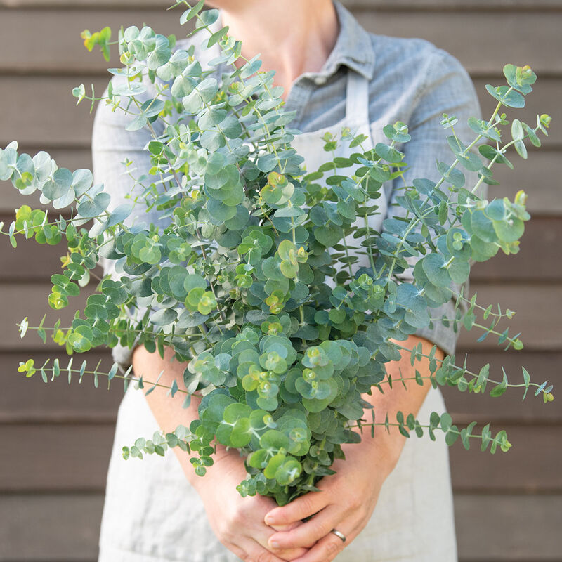 Baby Blue Bouquet Eucalyptus