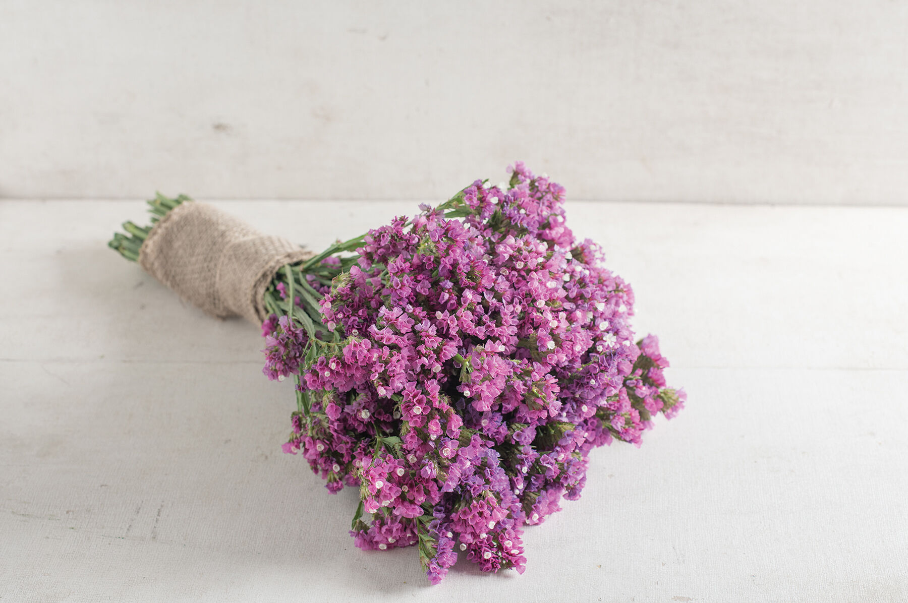 Seeker Rose Shades Statice