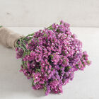Seeker Rose Shades Seeker Rose Shades Statice