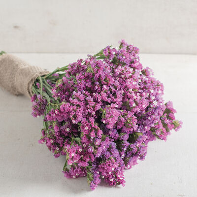 Seeker Rose Shades Seeker Rose Shades Statice