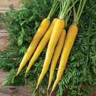 Yellow Moon Colored Carrots