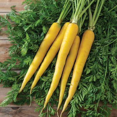 Yellow Moon Colored Carrots