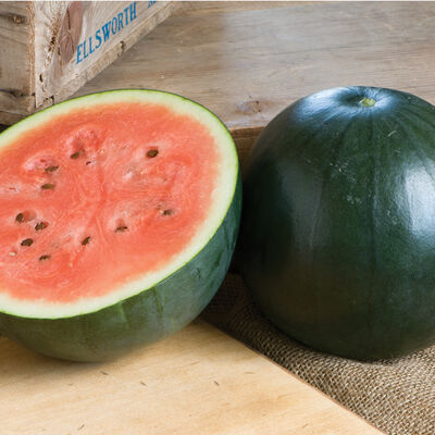 Sugar Baby Sugar Baby Diploid Watermelons