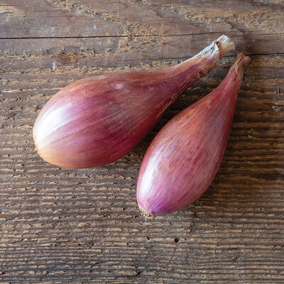 Conservor - Organic (F1) Shallot Seed