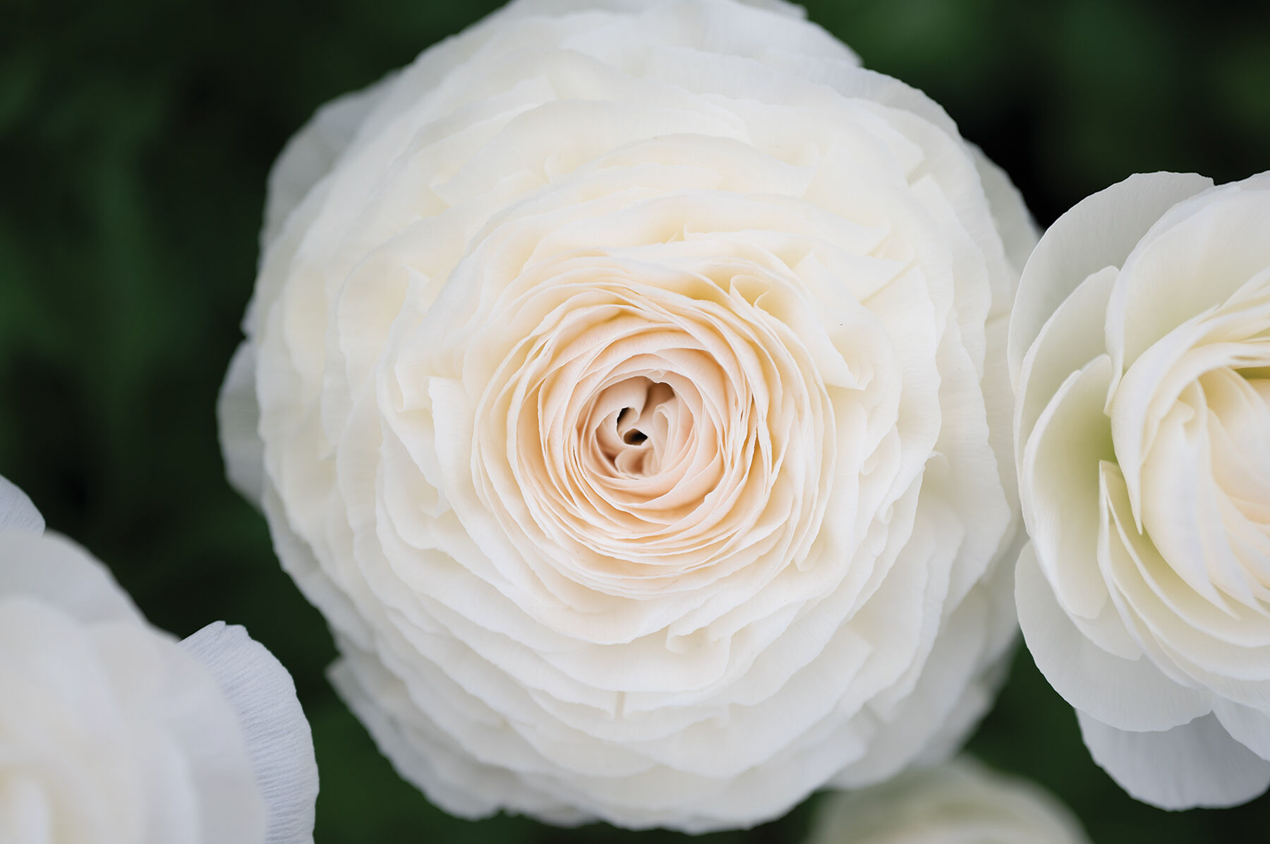 Romance™ Courchevel® - Ranunculus Corm | Johnny's Selected Seeds