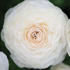 Romance™ Courchevel® Ranunculus