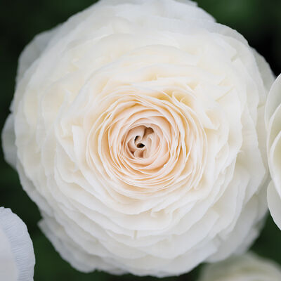Romance™ Courchevel® Ranunculus