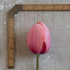 Apricot Impression Tulips