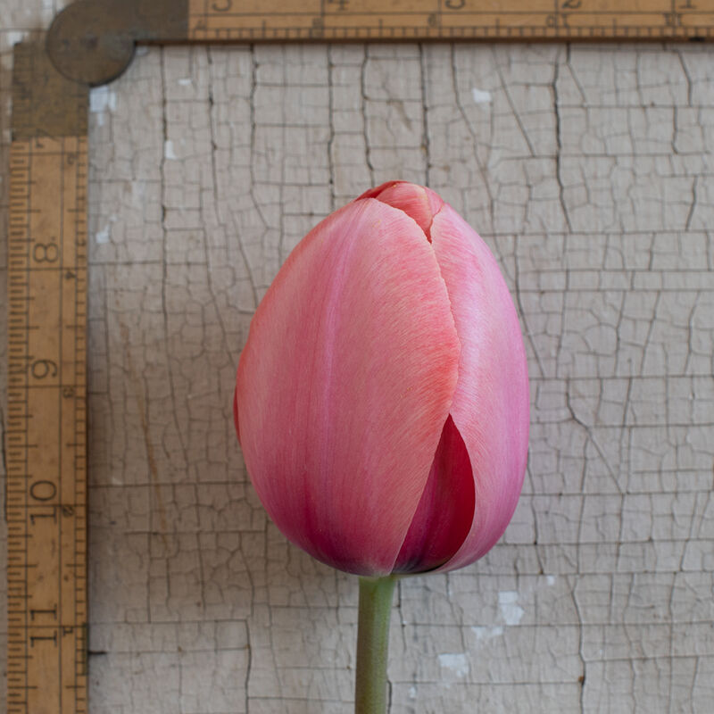 Apricot Impression Tulips