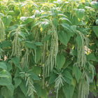 Emerald Tassels Emerald Tassels Amaranthus