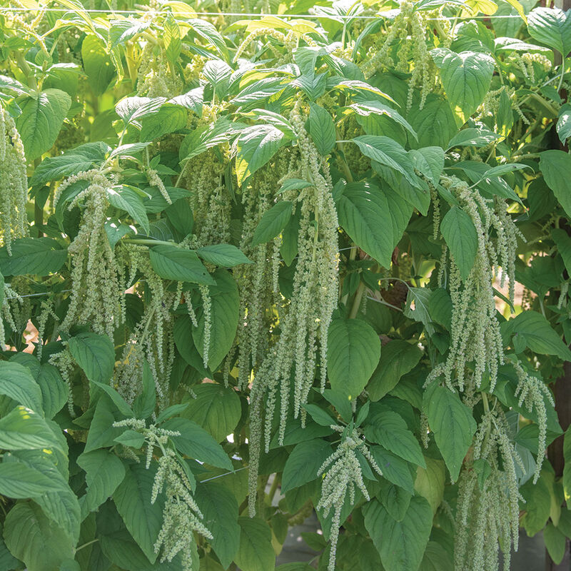 Emerald Tassels Emerald Tassels Amaranthus