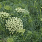 Green Mist Ammi (False Queen Anne's Lace)