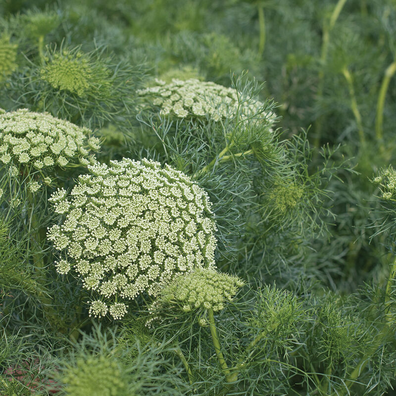 Green Mist Ammi (False Queen Anne's Lace)