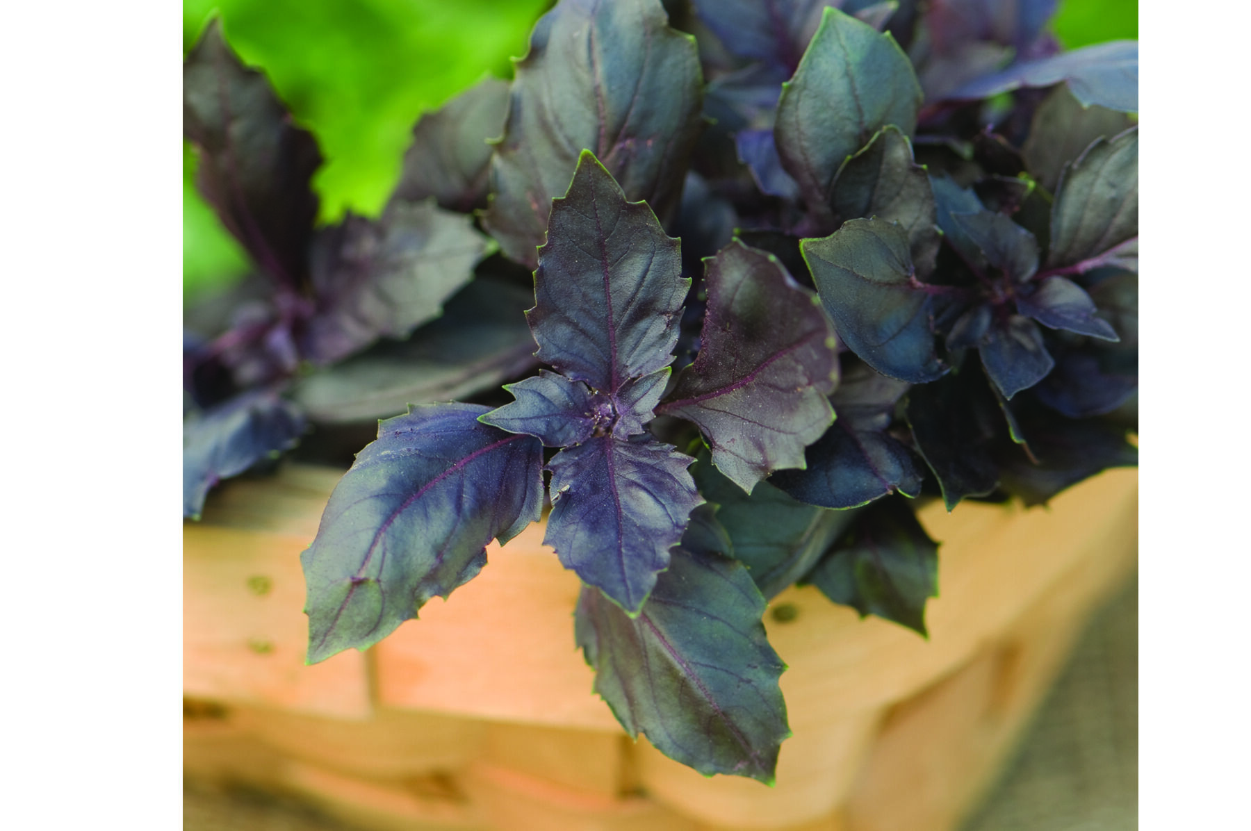Red Rubin Purple Basil