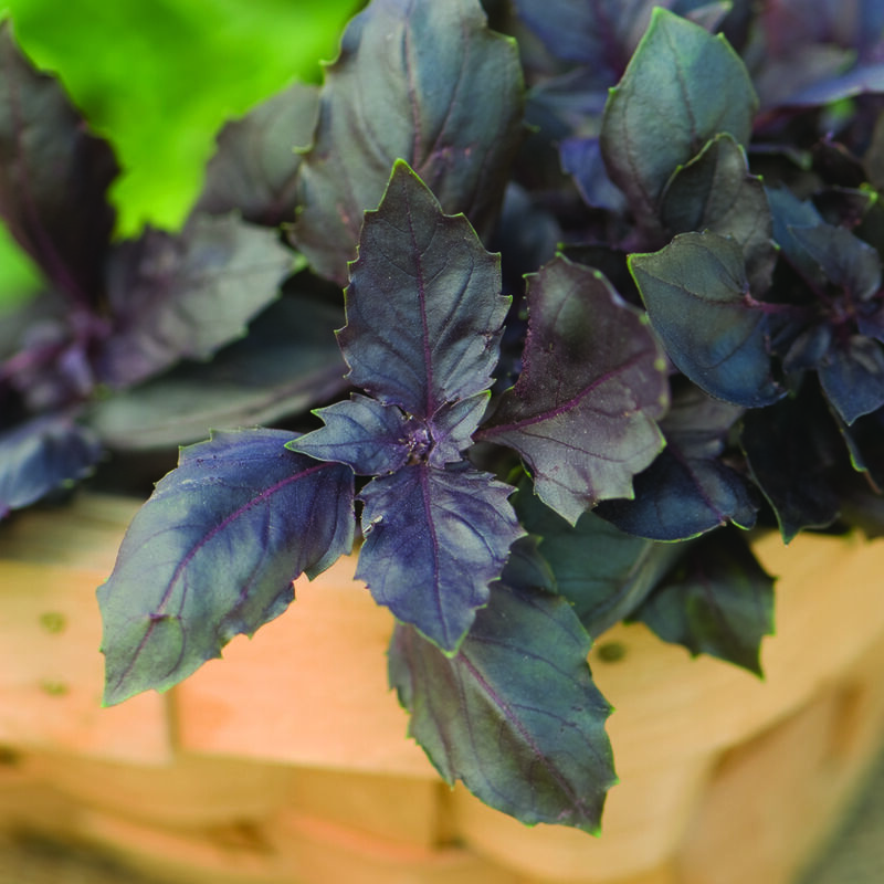 Red Rubin Red Rubin Purple Basil