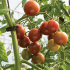 Purple Bumble Bee Specialty Tomatoes