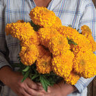 Coco™ Gold Marigold