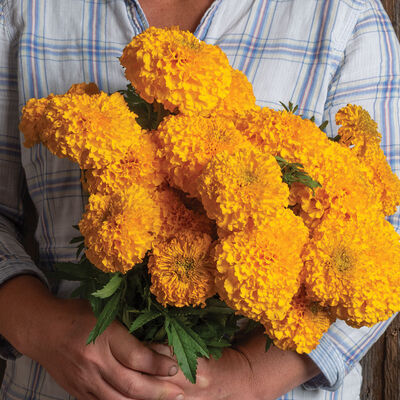 Coco™ Gold Marigold